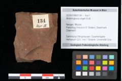 Foto (Objekt + Etikett) von Widdringtonia ungeri Endl. (NHMW-GEO-2024-0188-0134)